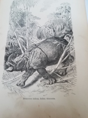 John Kinsley. 1884 Mammals. Rhinoceros Indicus. Antique Book Print. India - 第 1/4 張圖片