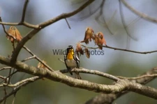 YellowThroated Warbler Photo, Pick One Image - Various Sizes