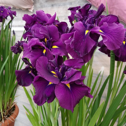 Easy to Grow Japanese Iris Eileen's Dream Plant Root Rain Garden Summer Flower