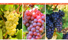 3 x Vine Grape Mix Unrooted Cuttings -Garden Grape Fruit Vine Grapevine Organic!