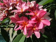 Plumeria cutting Pink 3- tip 7-9 inch tropical warm climates only