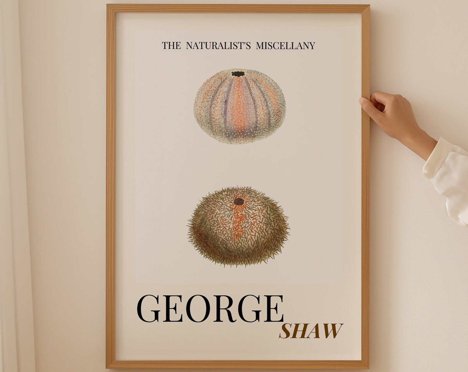 Sea Urchin Shell Coastal Aesthetic Coastal Granddaughter Coastal Art Print
