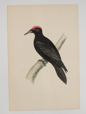 Black Woodpecker #2 British Bird Print F O Morris A F Lydon c1870s Hand Coloured