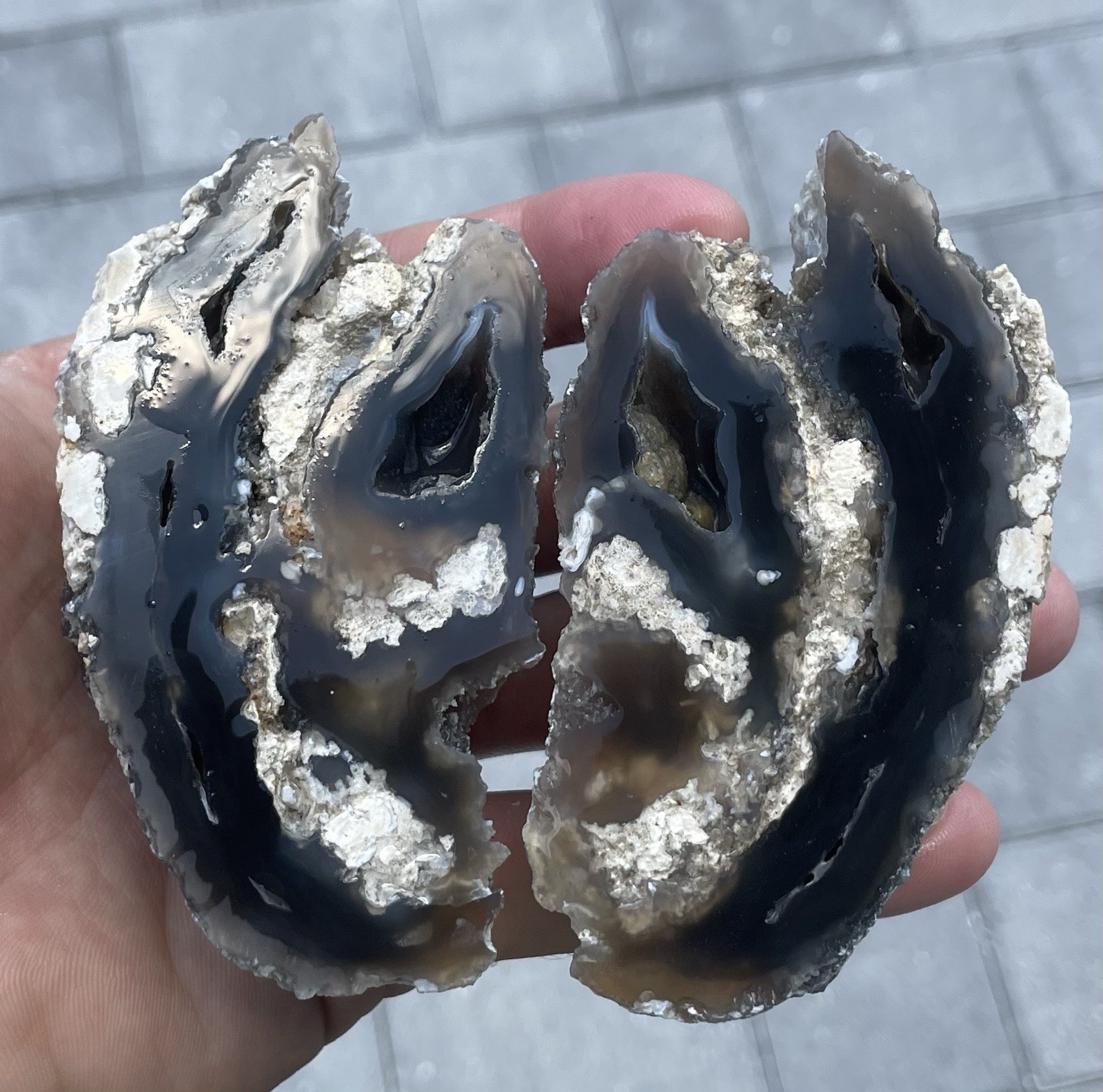 Agatized Corral Geode Tampa Bay Florida 2 Piece Geode Split