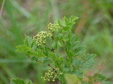 Peppervine Seeds (Nekemias arborea) ✤ 20 Seeds ✤ Florida Native