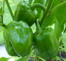 Emerald Giant Bell Pepper Seeds 50+ Sweet Vegetable Garden NON-GMO USA FREE S&H