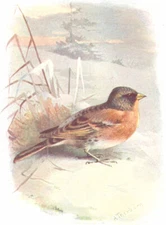 BIRDS. Brambling  1901 old antique vintage print picture