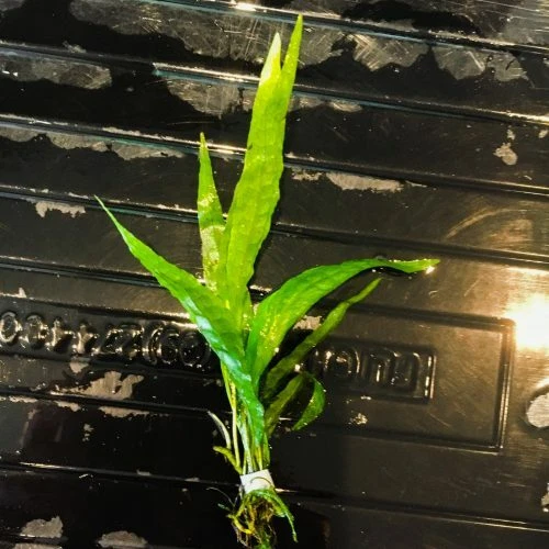 BUY 2 GET 1 FREE Java Fern Microsorum pteropus Live Aquarium Plants BEGINNER - Image 2 of 4