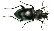 COLEOPTERA, CARABIDAE, CARABUS GLABRATUS from SLOVAKIA