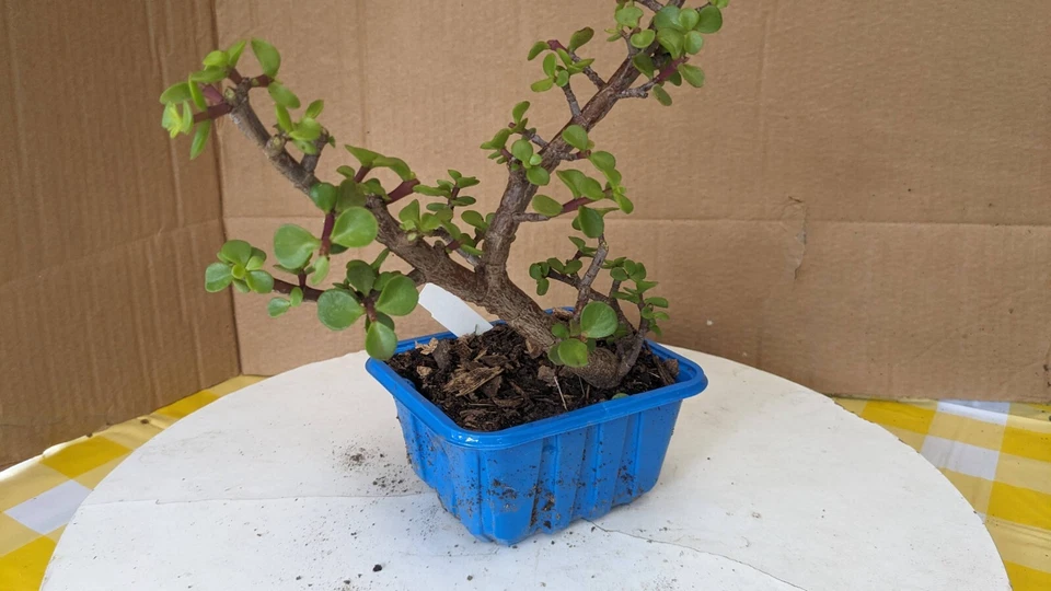Pre Bonsai -mini Jade-Portulacaria -Unique Fantastic -Easy Care Tropical (PJ03) - Image 3 of 4