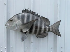 23" Sheepshead Two Sided Fish Mount Replica - Quick Production