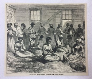 1880 magazine engraving ~ SEPARATING THE COTTON South Carolina