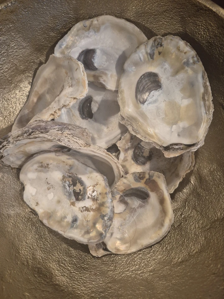 Оптовые раковины устриц США, очищенные/отбеленные, раковины устриц для рукоделия - Изображение 2 из 4