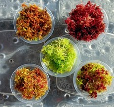 Ensemble de 5 couleurs mousse de sphaigne vivante - mousse vivante - sphaigne...