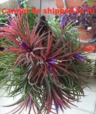 Tillandsia Ionantha Cluster Air Plant Tropical Rare Greenish-Silver Leaves Small