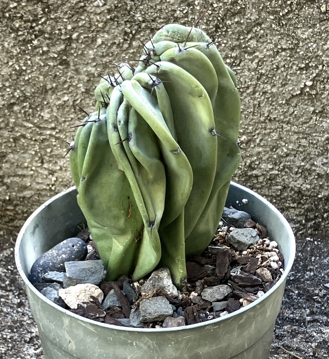 Cereus Peruvianus Monstrose Peruvian Apple Cactus 5 Inch White Flowers Rare  | eBay