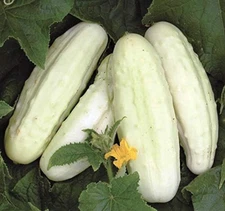 Seeds White Cucumber Pickling Heirloom Vegetable Non GMO