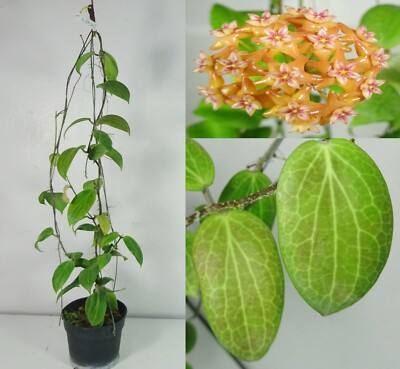 Hoya fitchii orange 18 Inches Mature Plant, Rare, Houseplant