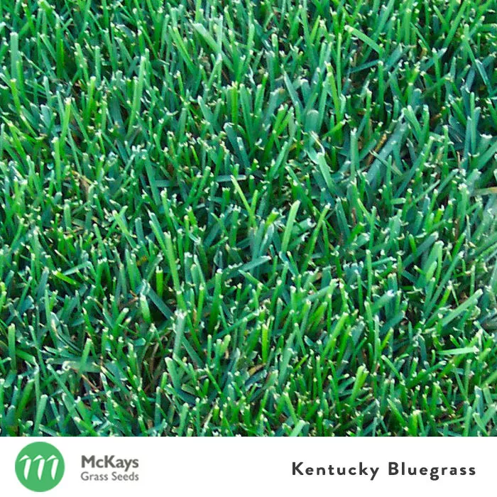 Bluegrass seed deals