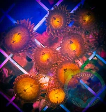 SAF~ “WYSIWYG” Sunset Blast Zoanthid Coral Frag, Palythoa, Paly, Zoa