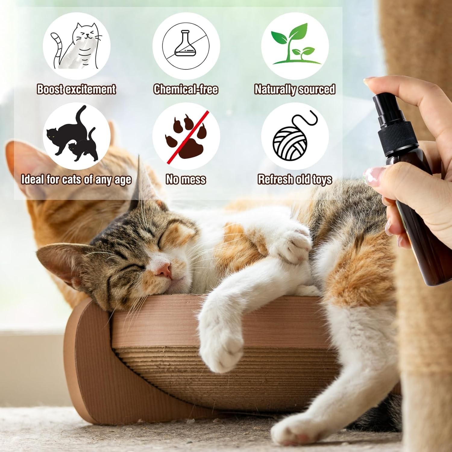spray erba gatta Attraente per gatti per tiraGraffi di Gatto per l'allenamento foto 3