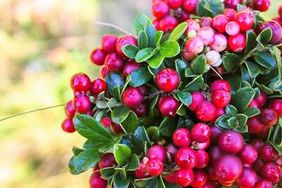 50 LINGONBERRY Mountain Cranberry Vaccinium Vitis-Idea Red Berry Edible Fruit Dw