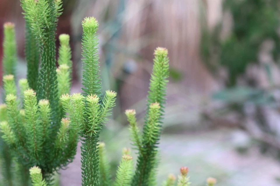 Probado! con adaptador EF a M4/3 Canon EF 85mm f/1.8 USM AF Prime Lens... - Imagen 3 de 4