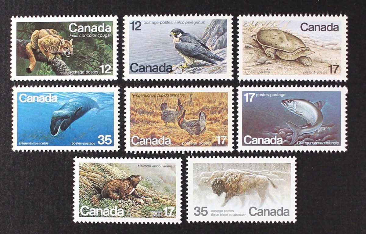 Canadian Forest Animals