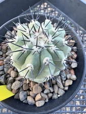 Copiapoa cinerea Beautiful Specimen!