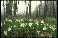 232092 White Trillium A4 Photo Print