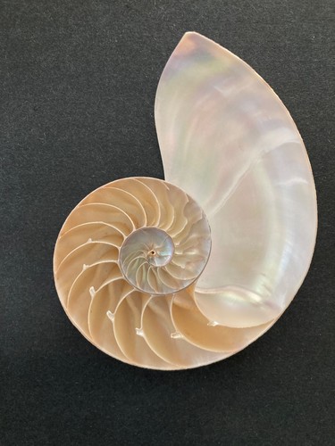 NATURAL NAUTILUS TIGER SEASHELL CENTER HALF CUT ONE HALF 4.5"