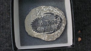Moroccan Pre Dinosaur Fossil TRILOBITE About 3 INCHES