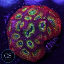 CS RR Spicy Lemon Favia - WYSIWYG Live Coral