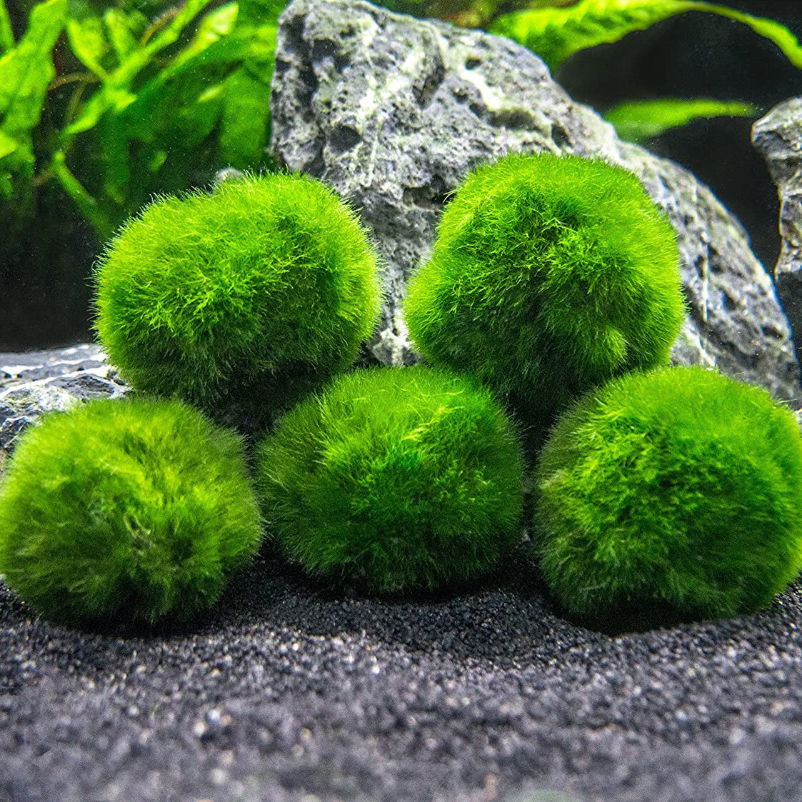 600 Semi Di Alghe Naturali Per Acquario - Kit Per Decorazione Acquatica Con 6 Varietà - Foto 2