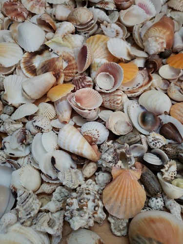 1 pound of assorted sea shells - Picture 3 of 7