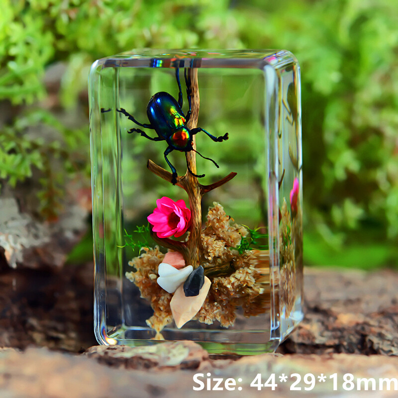 1pc Real Insect Specimen Chafer Beetles Wasp Paperweight Spider Scorpion