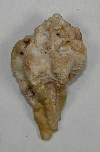 MUREX SANTAROSANA 33.02mm BEAUTIFUL SPECIMEN Carlsbad, California - Picture 2 of 2