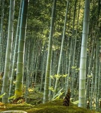 30 Graines - Bambou Géant Moso, Phyllostachys Edulis - Bambou D'hiver - NT