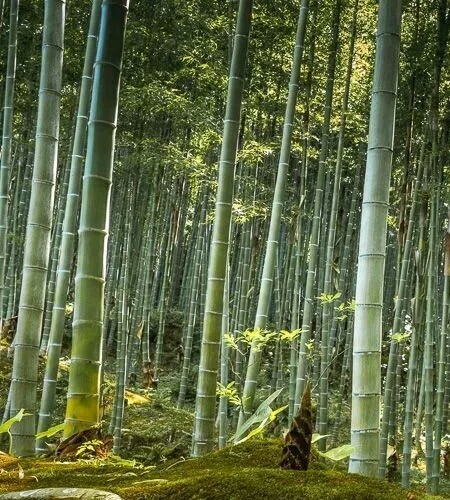 25 Samen - Riesenbambus Moso, Phyllostachys Edulis - Winterbambus - NT - Bild 1 von 1