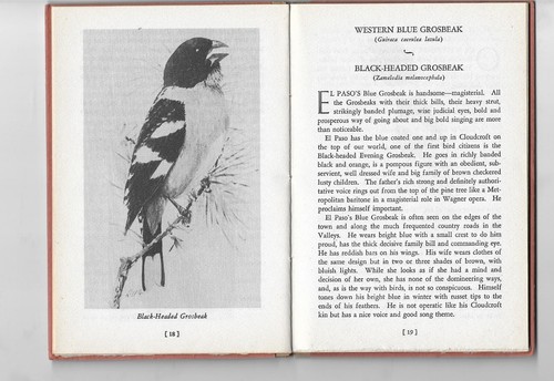 EL PASO BIRDS Elsie McElroy Slater TEXAS ORNITHOLOGY Carl Hertzog 1945 Illust