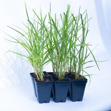 2 White Pampass Grass, Cortaderia Selloana, Live Plants, 2.5” Nursery Cubes