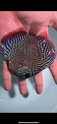x2 Red Tiger Discus 3.5 To 3.75  Live Fish Aquarium Overnight Shipping