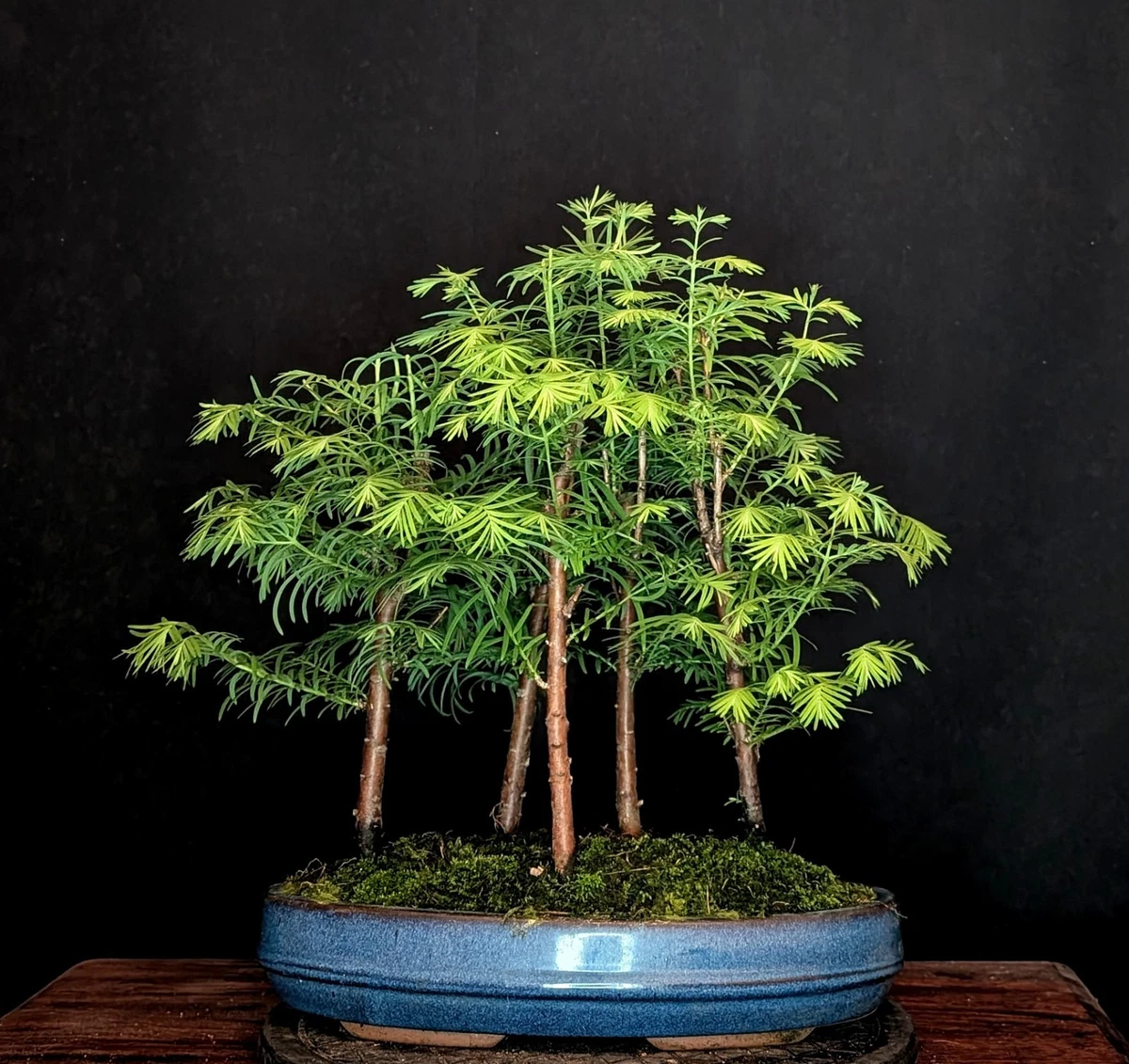 Bonsai Outdoor online kaufen | eBay.de