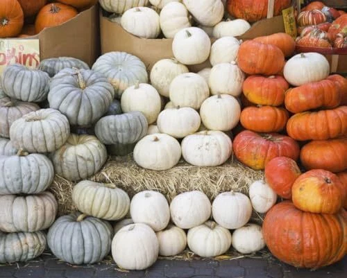 Grizzly Bear Pumpkin Seeds - 10 Seeds - Picture 4 of 6