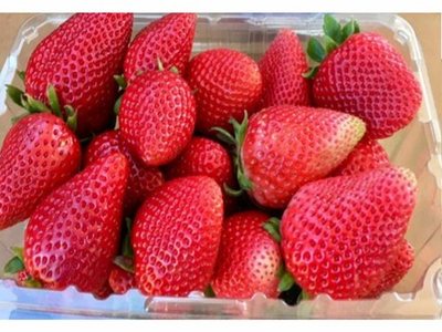 #ad 8 California Giant Strawberry Plants. Extra Large Sweet Berries. June Bearer. $19.95