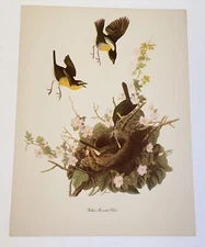 Vintage Audubon John James Birds of America Yellow Breasted Chat Lithograph