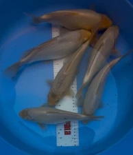 3 White Koi , Shiro Muji  10-13 Inches Kuronuma Black Swamp Koi Farms