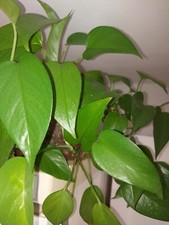 Epipremnum " Jade " Efeutute Scindapsus Philodendron Pothos Plant