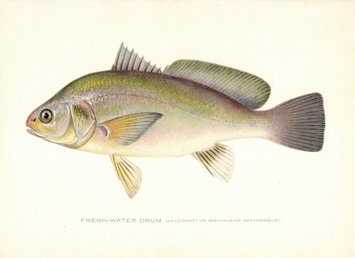 Antiguo tambor de agua dulce Denton estampado de peces c1900 cromolitografo arte de peces 4862j