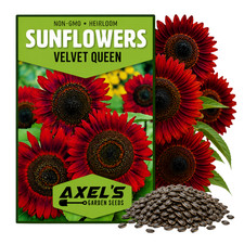 Sunflower Seeds for Planting- Vibrant Red Bulk Velvet Queen - Heirloom Non GMO